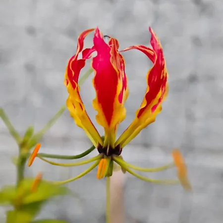 Apartamento Vut Loaira - Disfrutar Y Descansar *