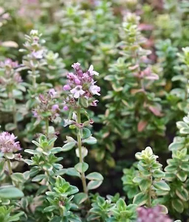 Vut Loaira - Disfrutar Y Descansar Apartamento *