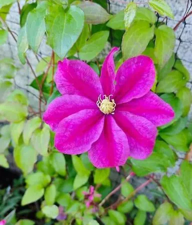 Vut Loaira - Disfrutar Y Descansar Apartamento *